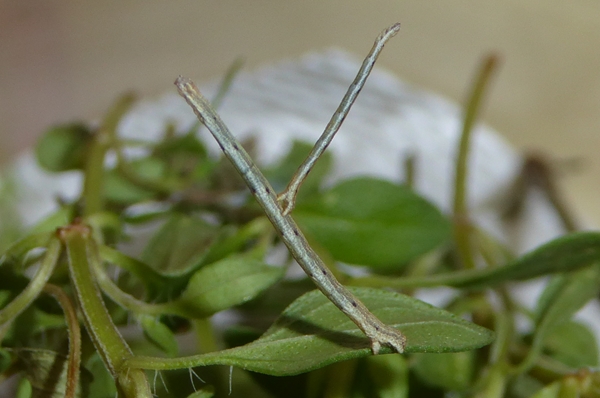 Scopula (Scopula) honestata